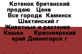 Котенок британский продаю › Цена ­ 3 000 - Все города, Каменск-Шахтинский г. Животные и растения » Кошки   . Красноярский край,Дивногорск г.